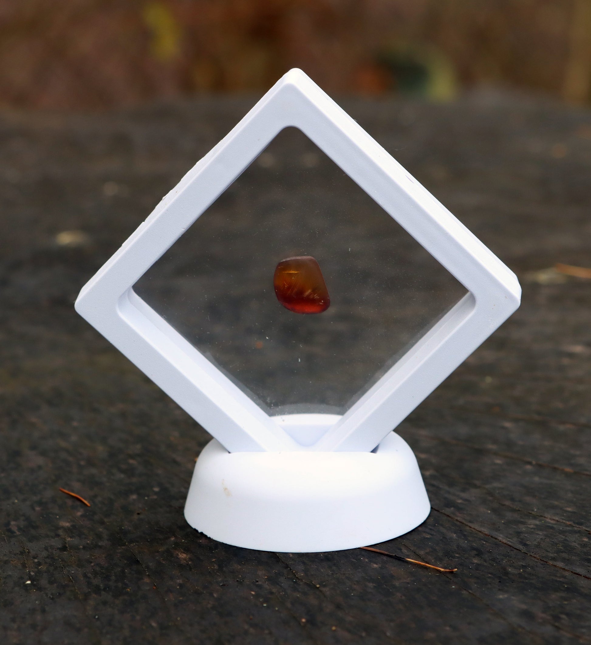 Jantar světlý - Supreme Panthers