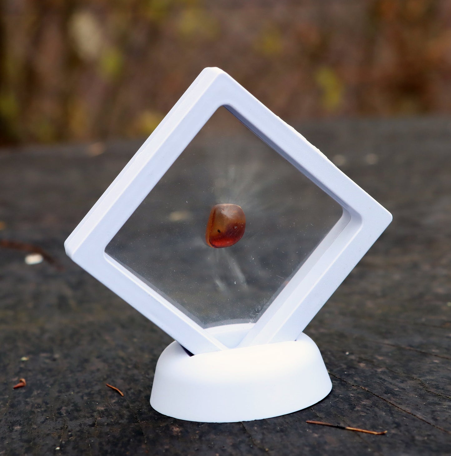 Jantar světlý - Supreme Panthers