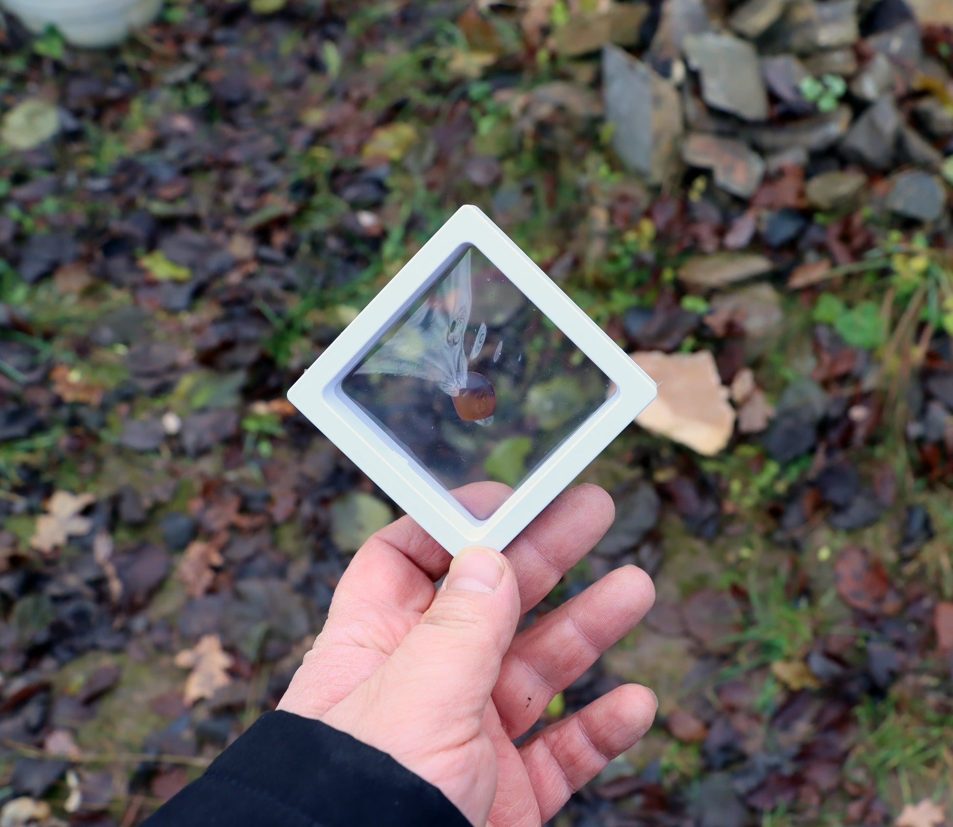 Jantar světlý - Supreme Panthers