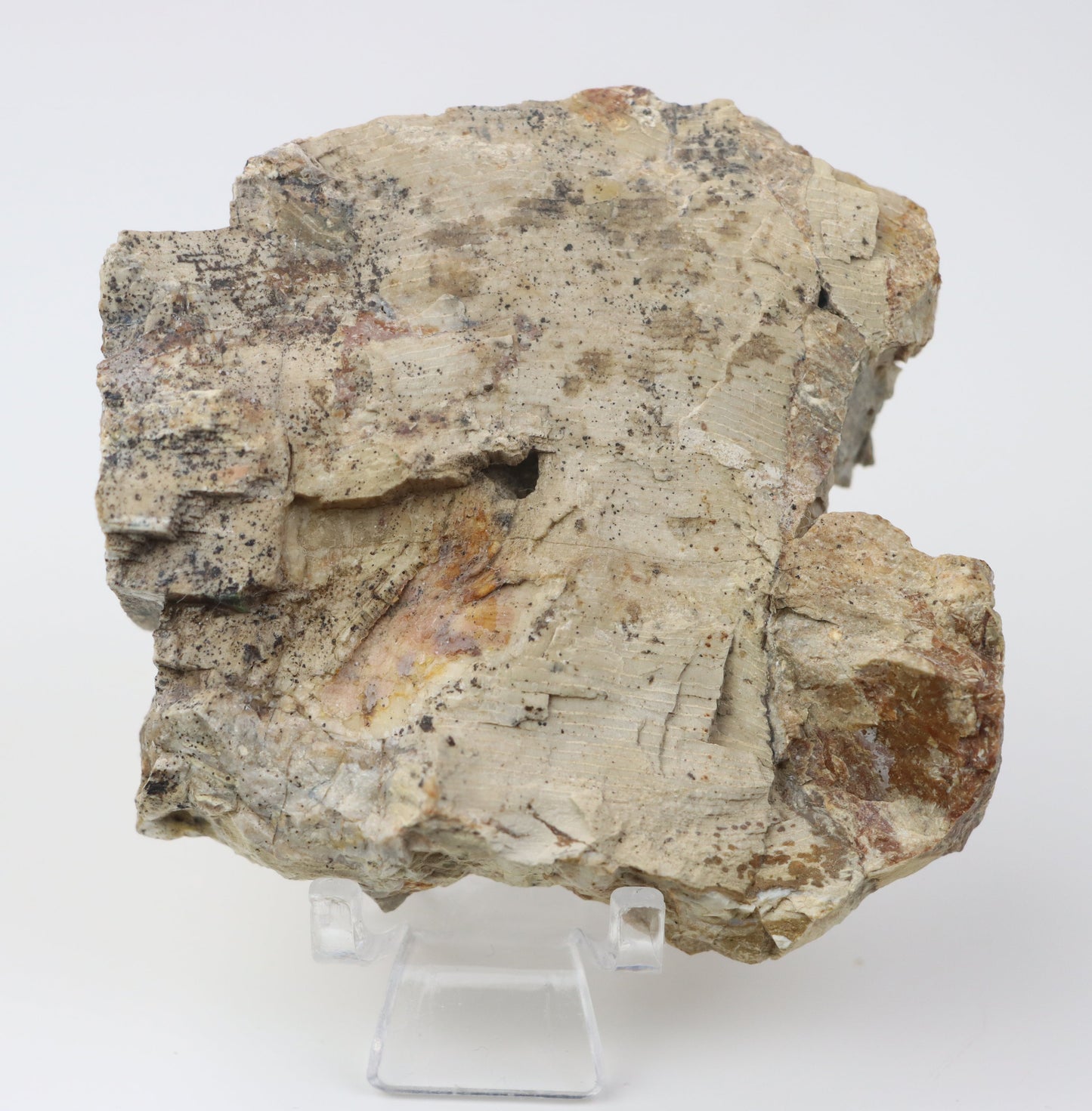 Jehličnan zkřemenělý prdelka leštěný,lepeno - Supreme Panthers