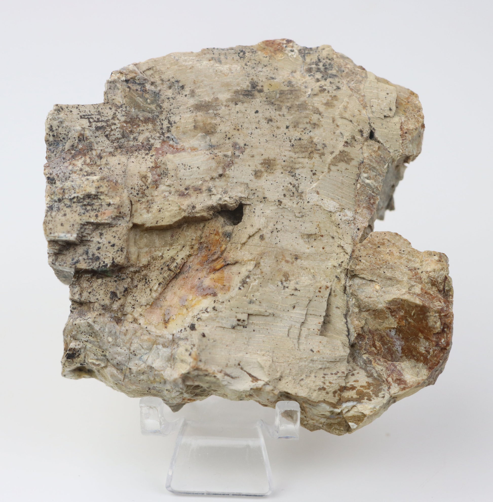 Jehličnan zkřemenělý prdelka leštěný,lepeno - Supreme Panthers