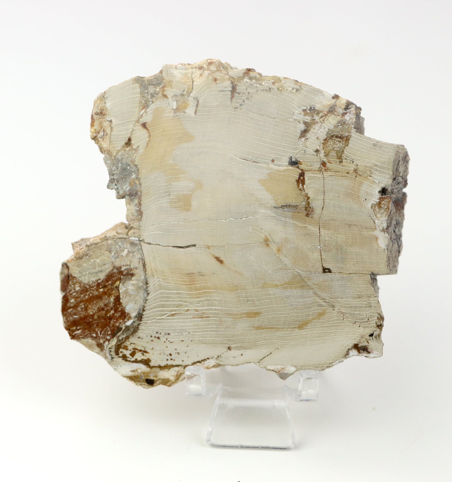 Jehličnan zkřemenělý prdelka leštěný,lepeno - Supreme Panthers