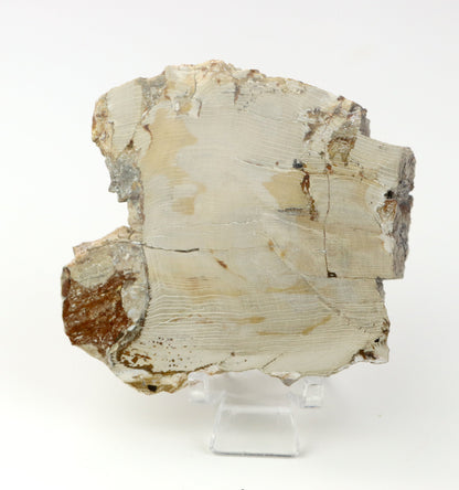 Jehličnan zkřemenělý prdelka leštěný,lepeno - Supreme Panthers