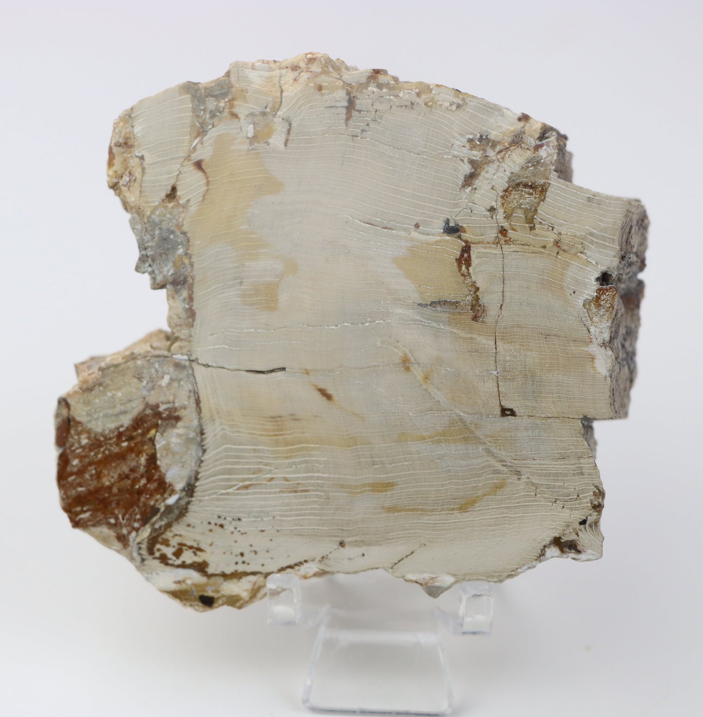 Jehličnan zkřemenělý prdelka leštěný,lepeno - Supreme Panthers