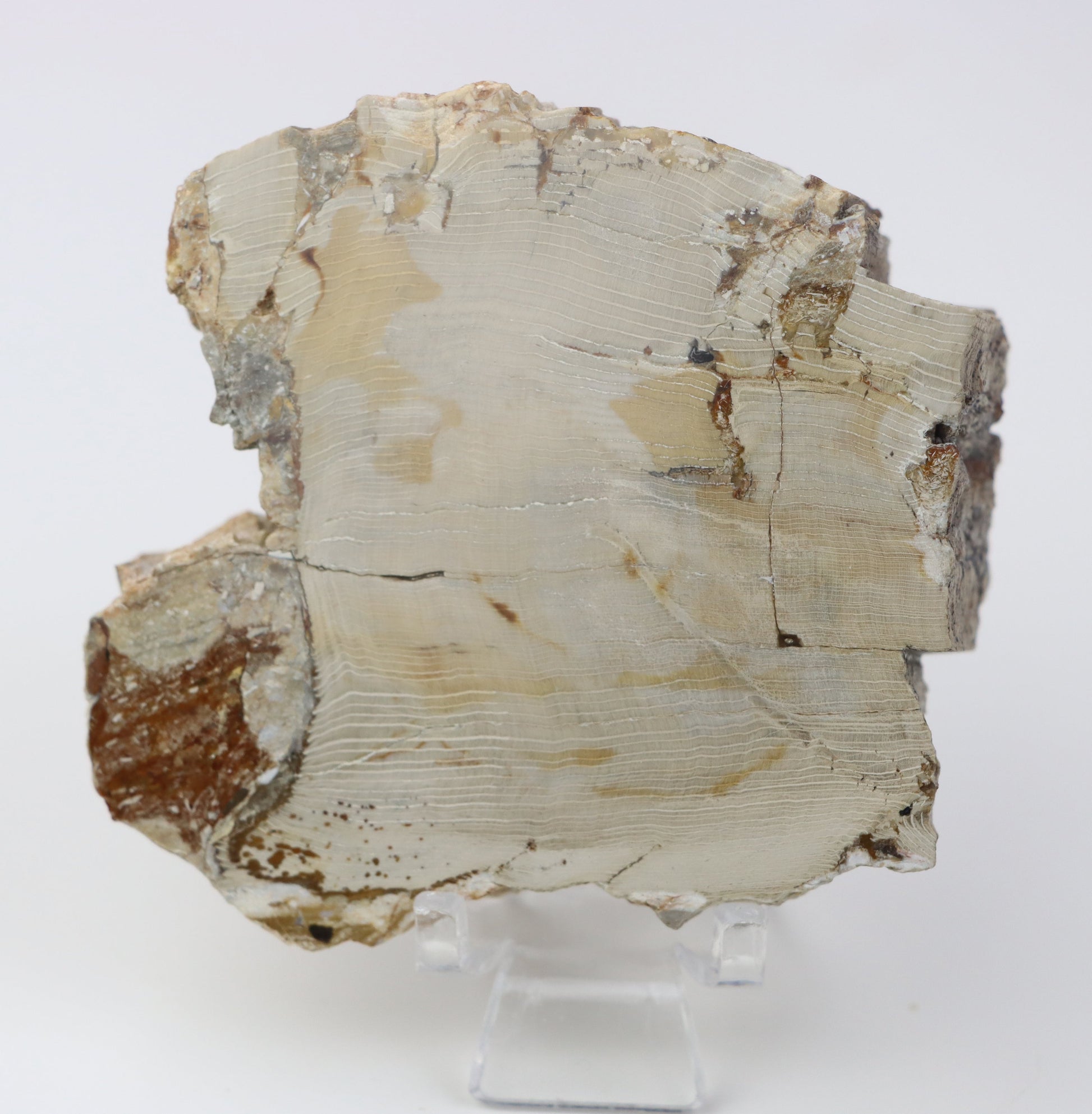 Jehličnan zkřemenělý prdelka leštěný,lepeno - Supreme Panthers