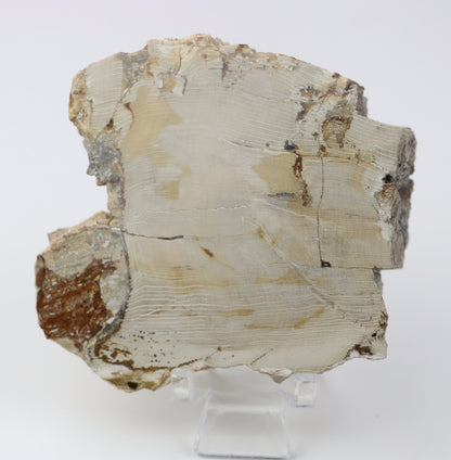 Jehličnan zkřemenělý prdelka leštěný,lepeno - Supreme Panthers