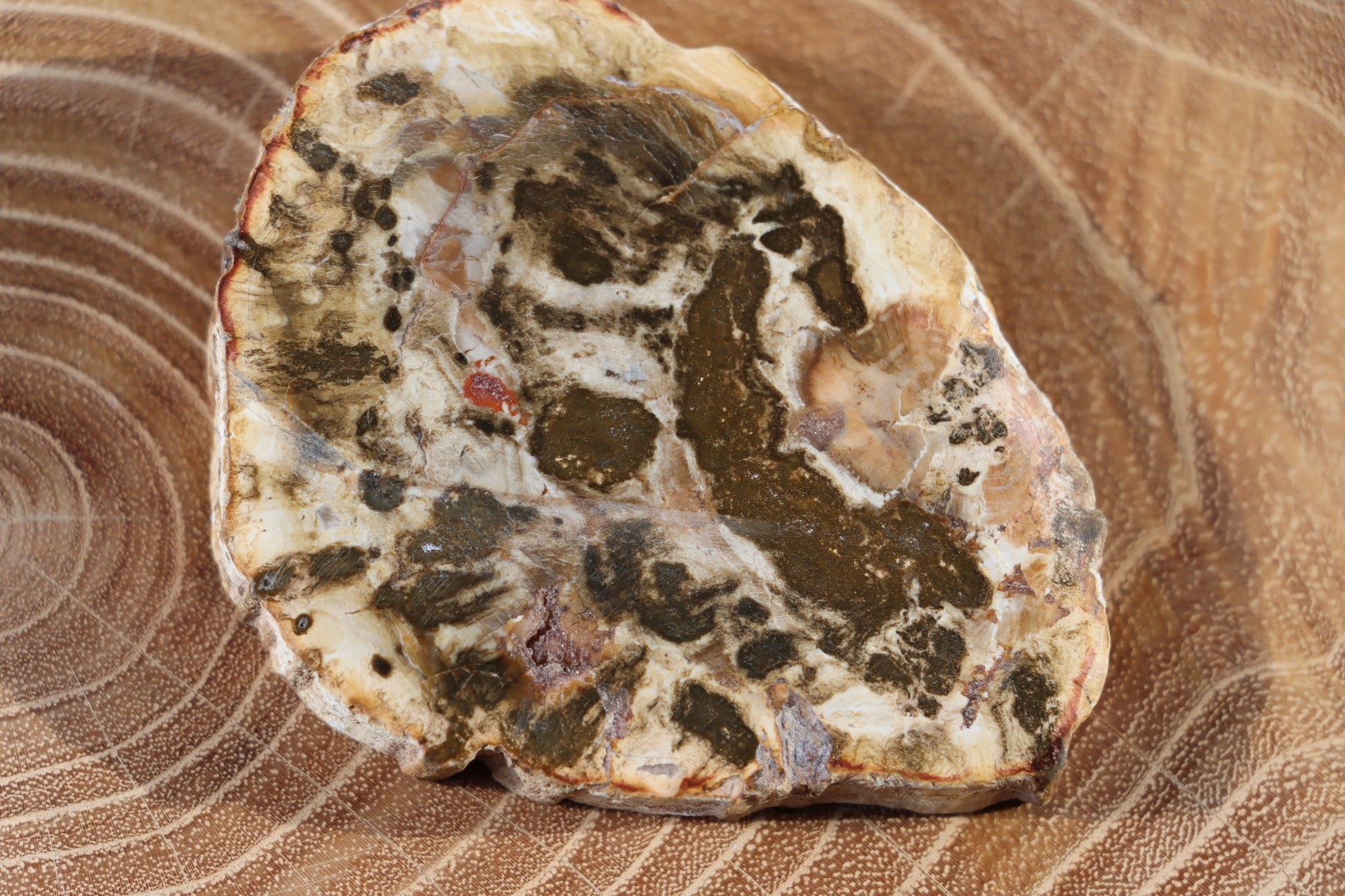 Jehličnanaté dřevo - Supreme Panthers