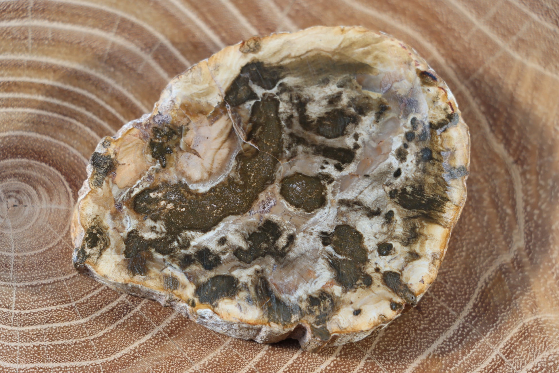 Jehličnanaté dřevo - Supreme Panthers