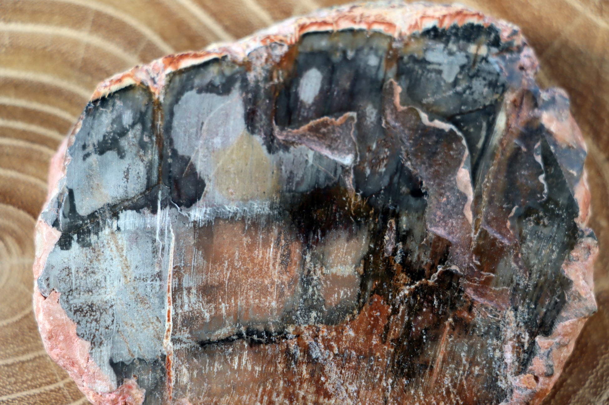 Jehličnanaté dřevo - Supreme Panthers