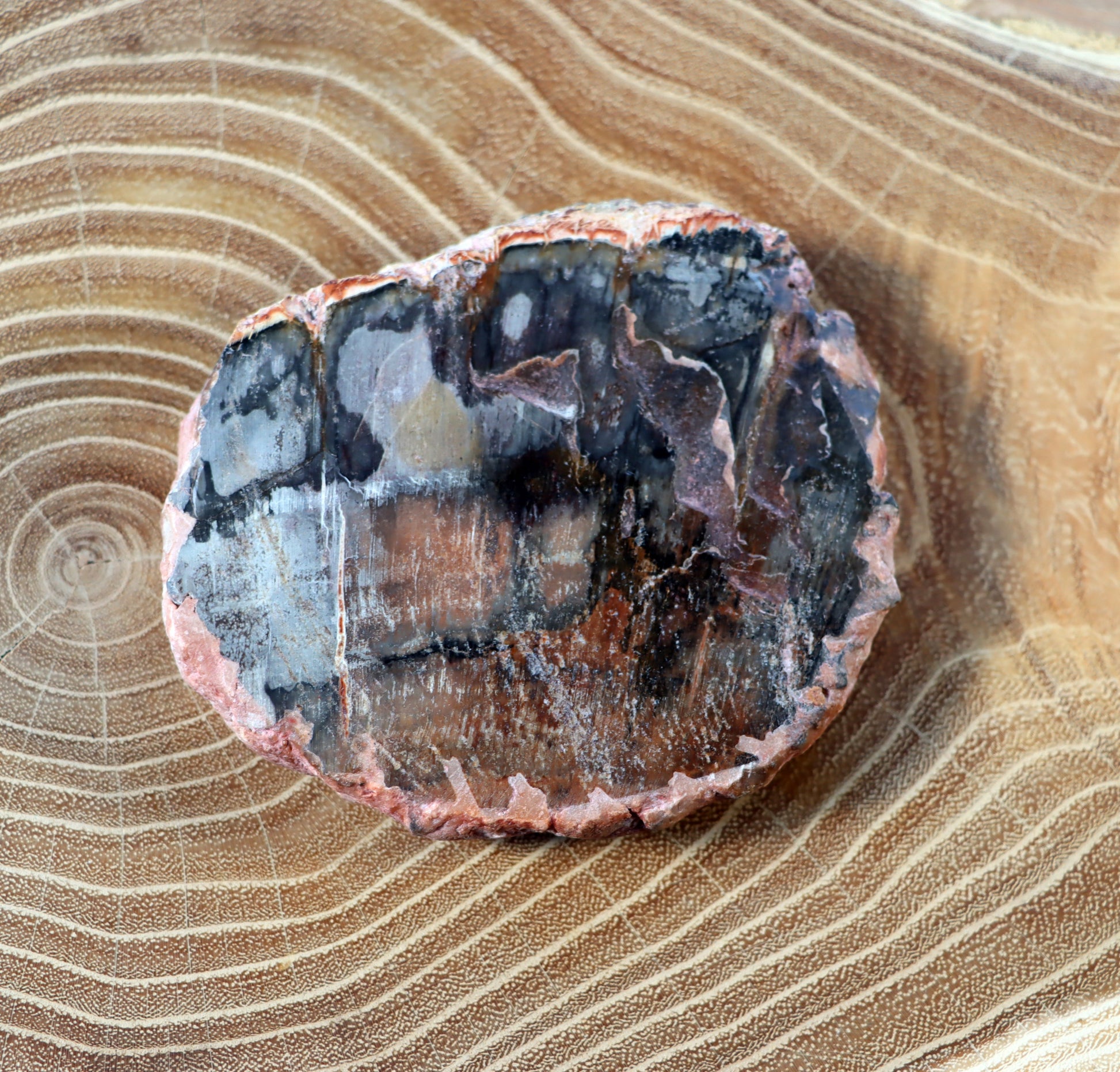 Jehličnanaté dřevo - Supreme Panthers