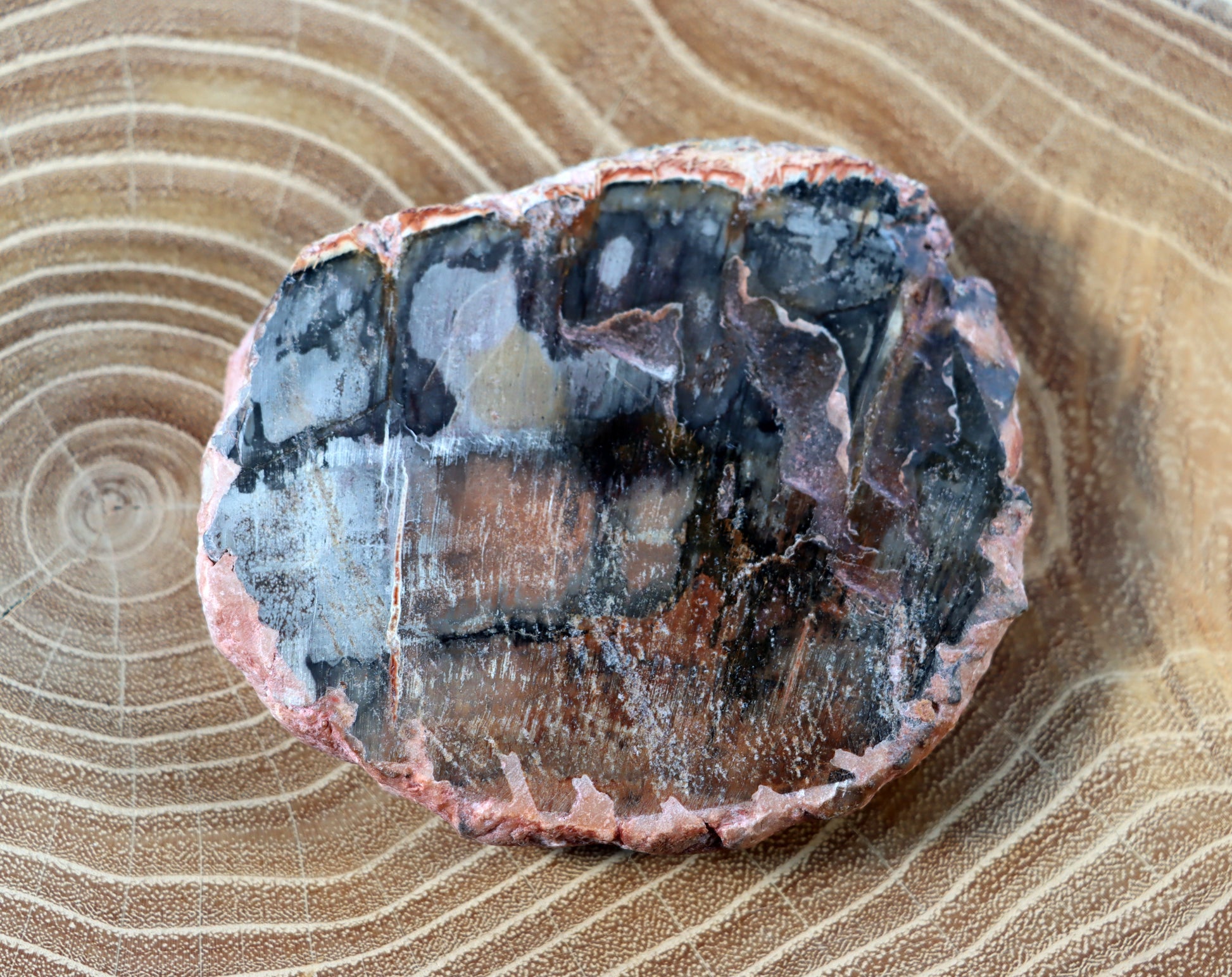 Jehličnanaté dřevo - Supreme Panthers