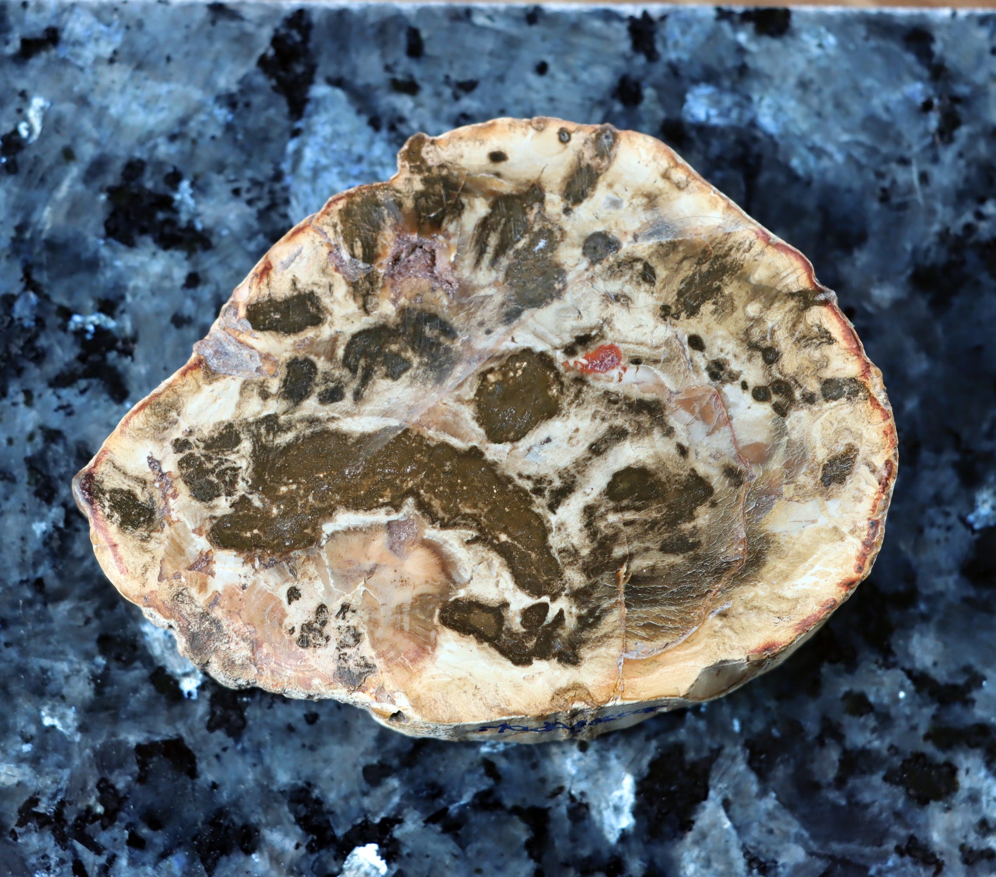 Jehličnanaté dřevo - Supreme Panthers