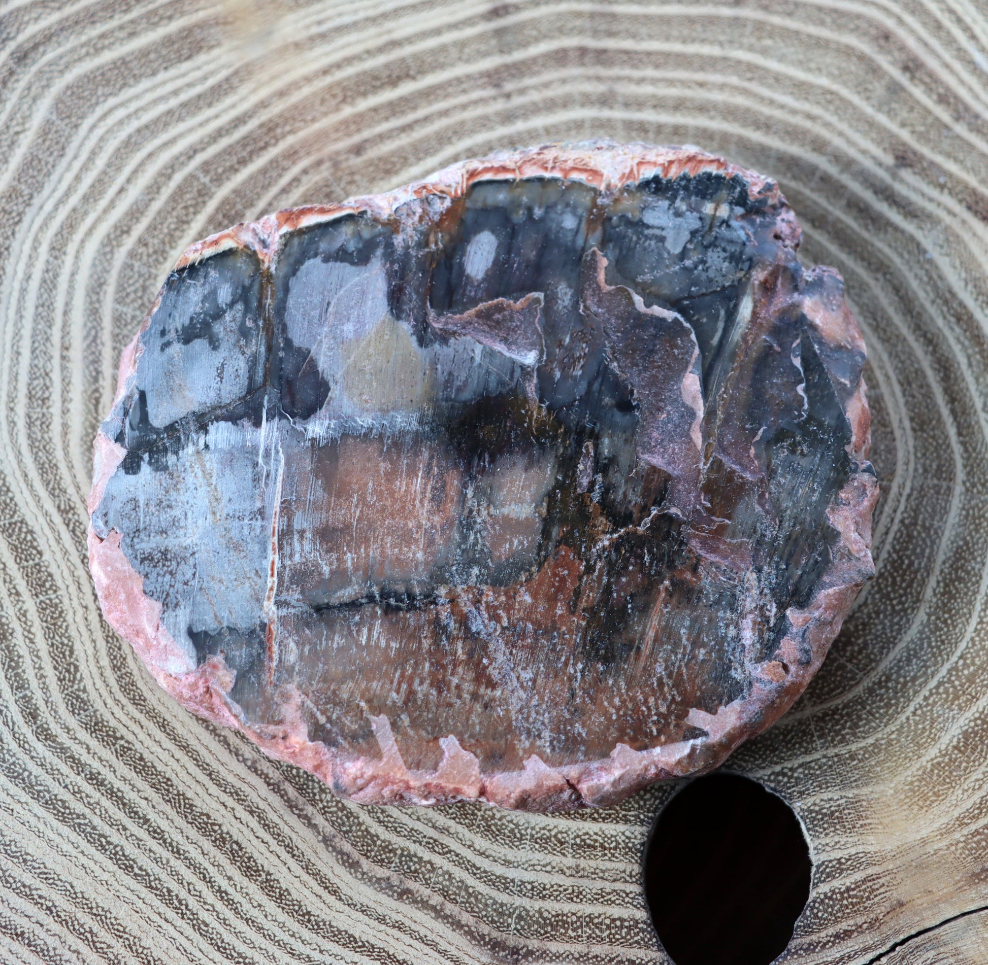 Jehličnanaté dřevo - Supreme Panthers