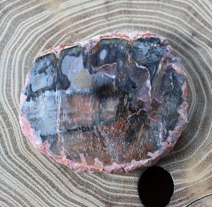 Jehličnanaté dřevo - Supreme Panthers