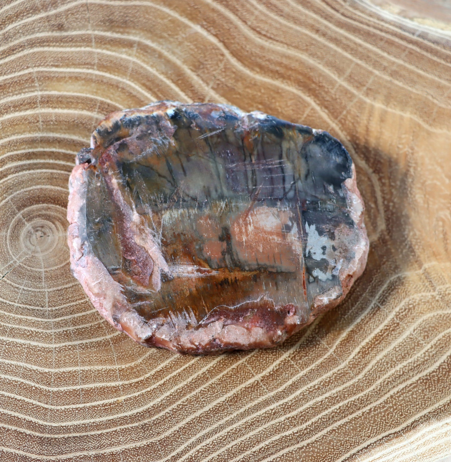 Jehličnanaté dřevo - Supreme Panthers