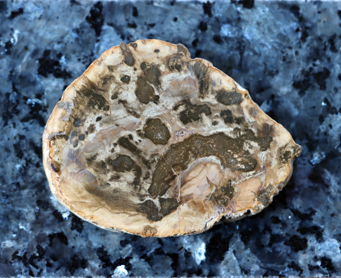 Jehličnanaté dřevo - Supreme Panthers