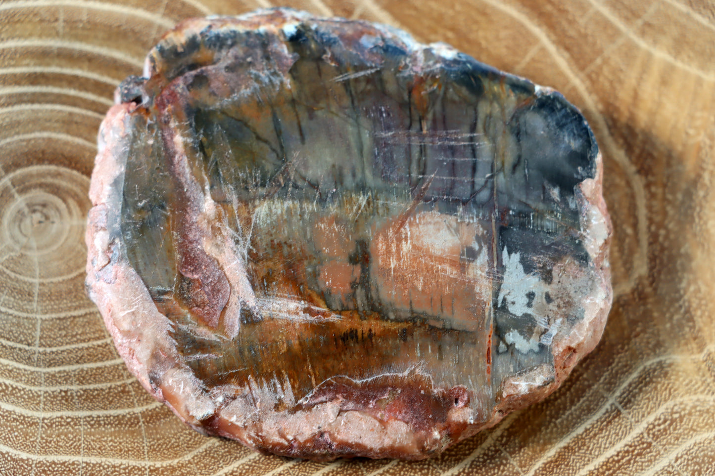 Jehličnanaté dřevo - Supreme Panthers