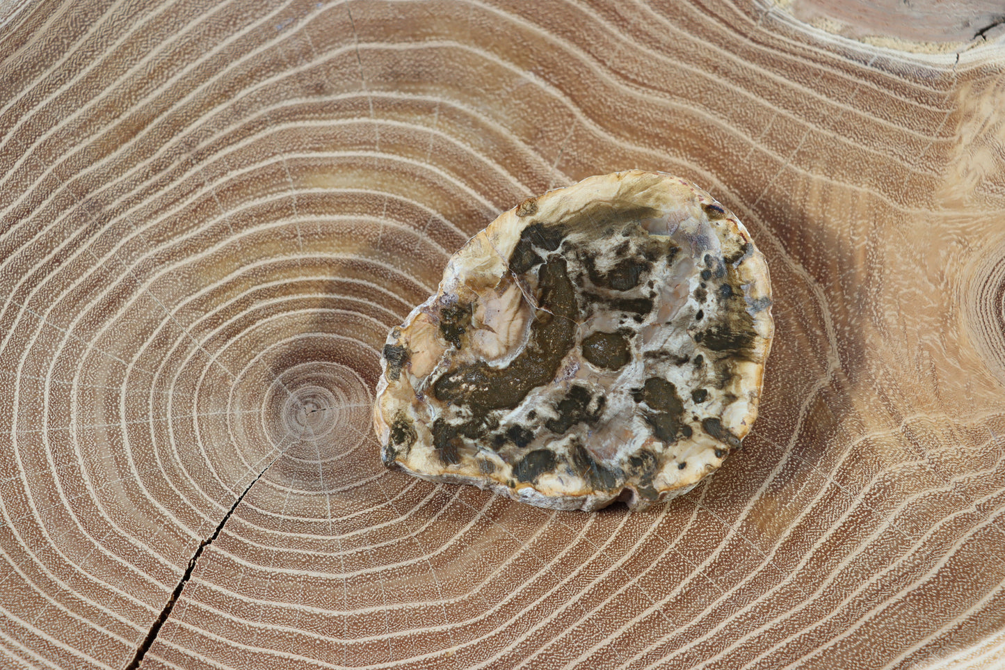 Jehličnanaté dřevo - Supreme Panthers