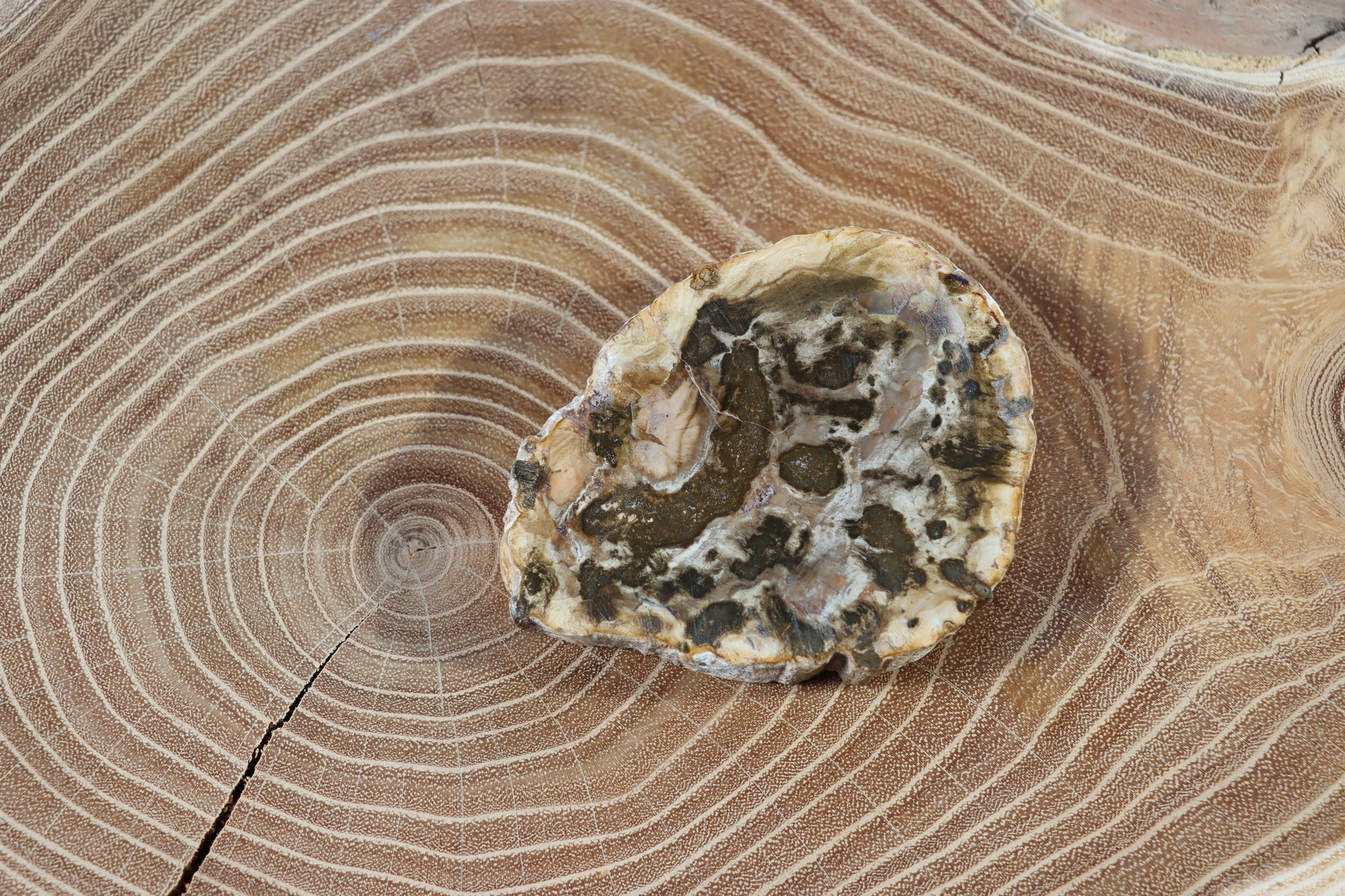 Jehličnanaté dřevo - Supreme Panthers