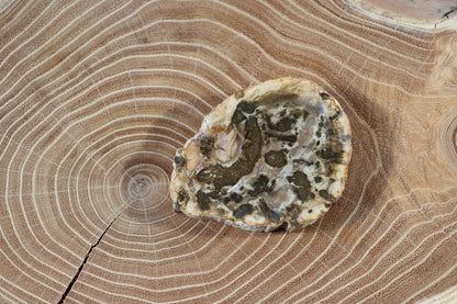 Jehličnanaté dřevo - Supreme Panthers