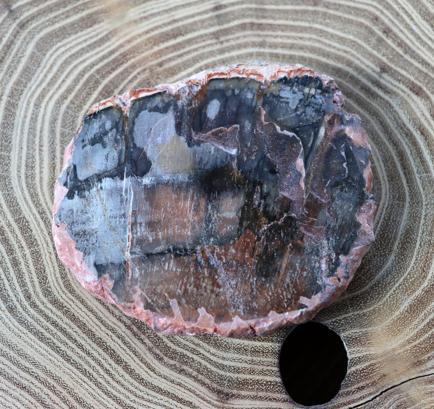 Jehličnanaté dřevo - Supreme Panthers