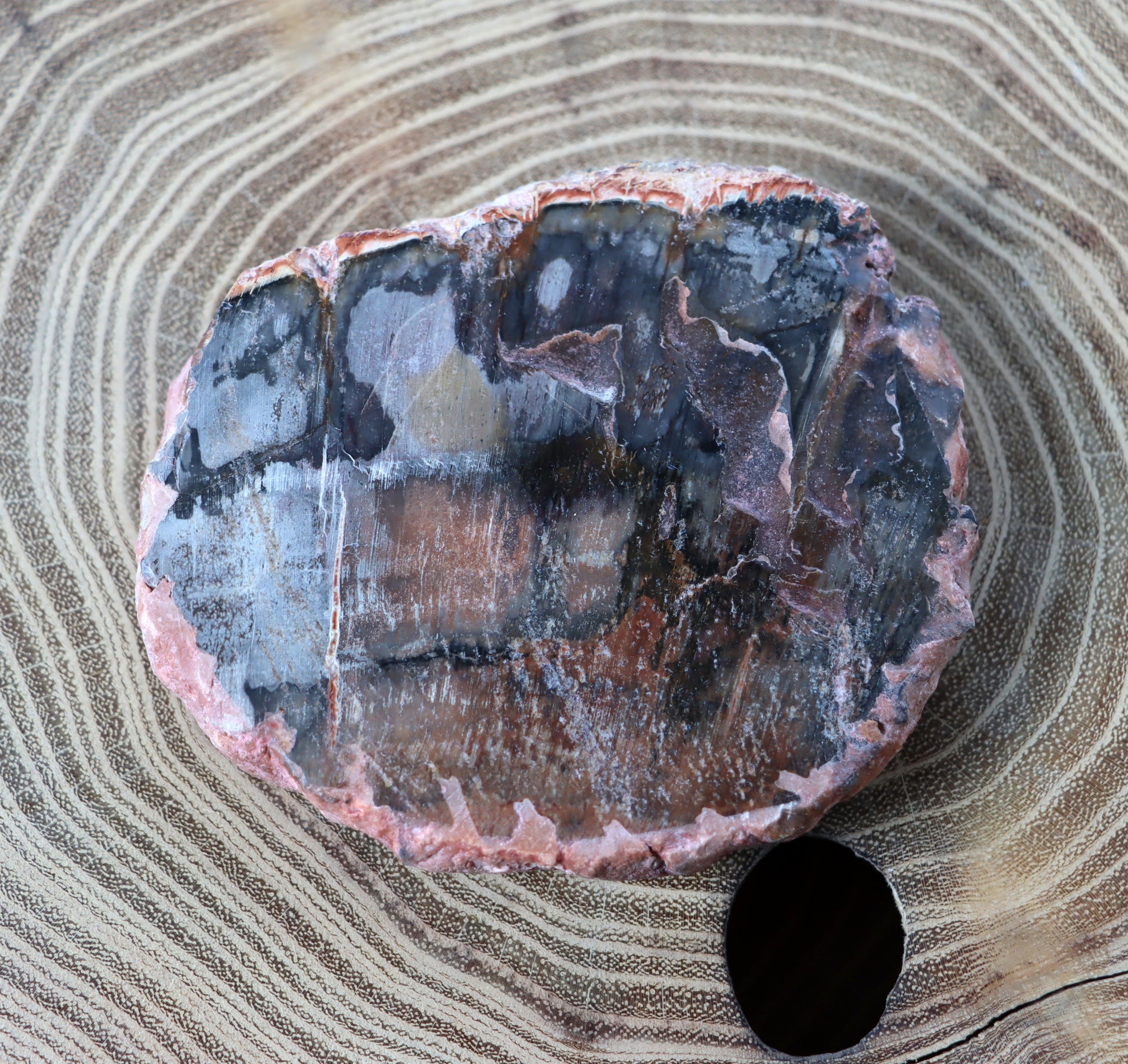 Jehličnanaté dřevo - Supreme Panthers