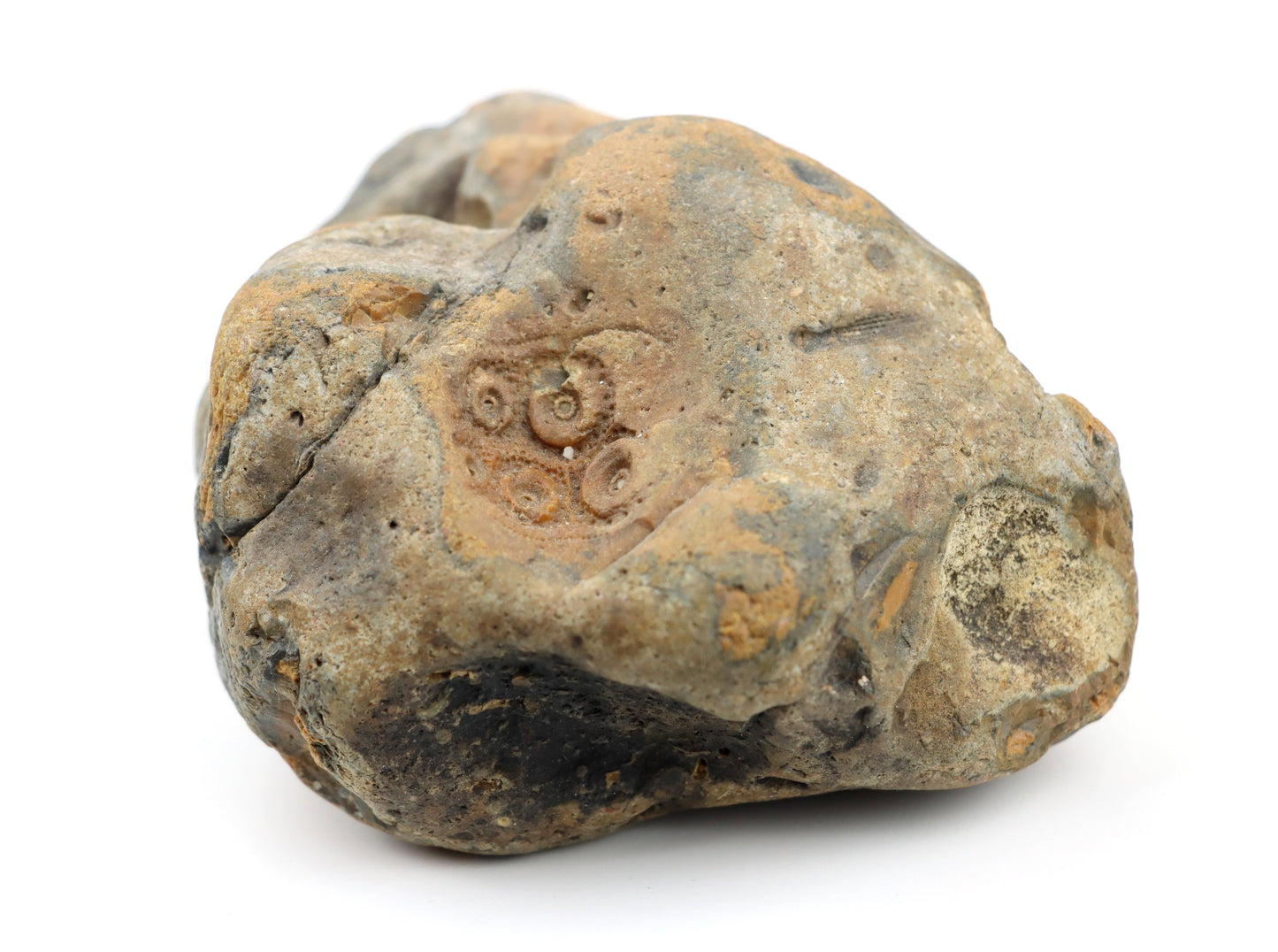 Ježovka Cidaris v jurském rohovci - Supreme Panthers