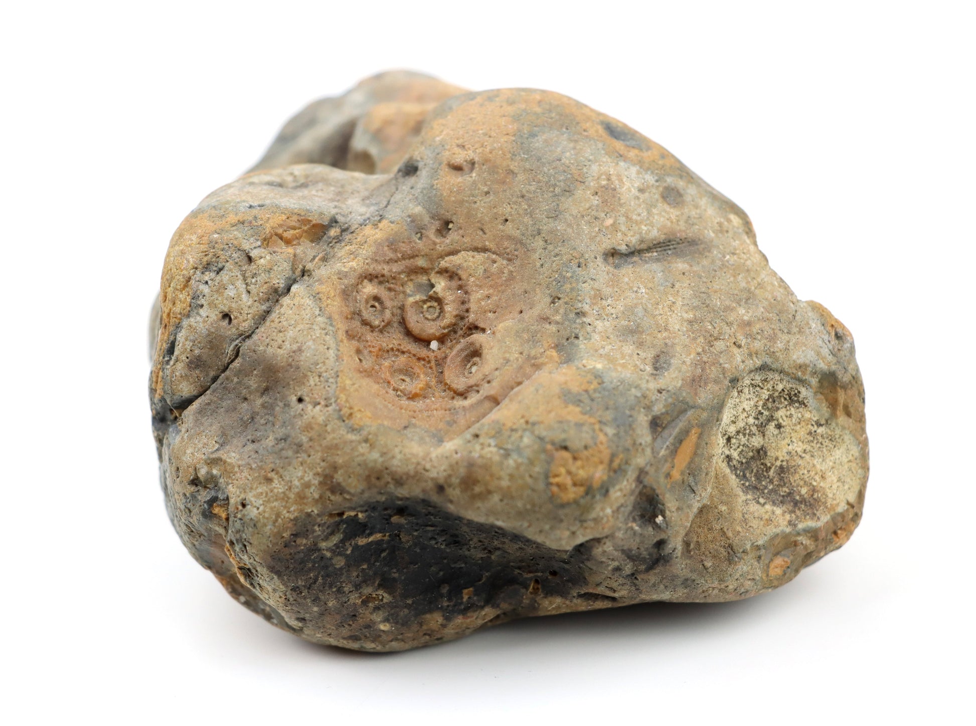 Ježovka Cidaris v jurském rohovci - Supreme Panthers