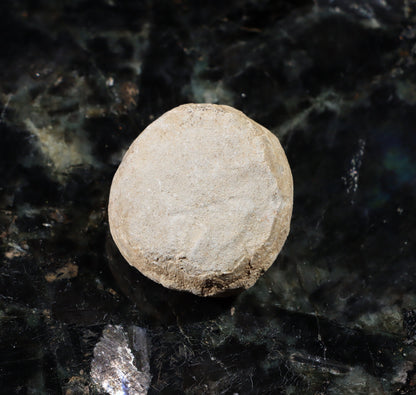 Ježovka kamenné jádro - Supreme Panthers