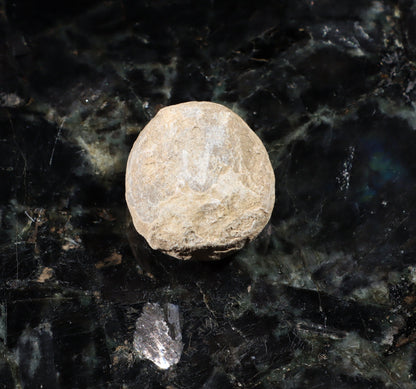 Ježovka kamenné jádro - Supreme Panthers