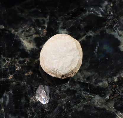 Ježovka kamenné jádro - Supreme Panthers