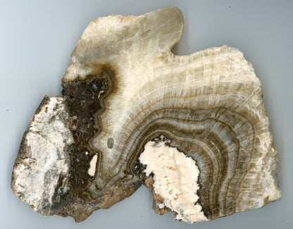 Kalcit vrstvený - krápník - Supreme Panthers