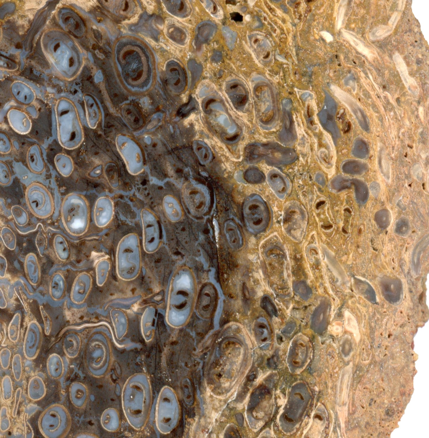 Kapradina jurská zkřemenělá "Osmunda", leštěný plátek, r. 1974 - Supreme Panthers