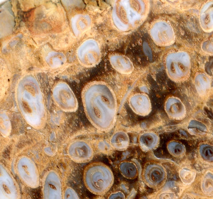 Kapradina jurská zkřemenělá "Osmunda", leštěný plátek, r. 1974 - Supreme Panthers