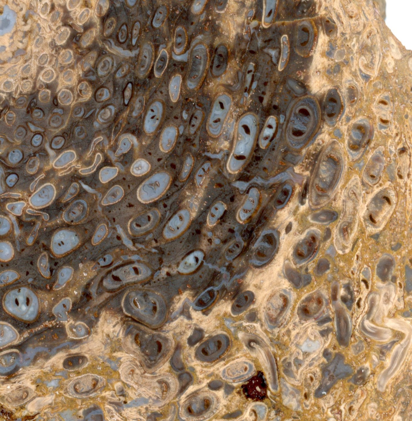 Kapradina jurská zkřemenělá "Osmunda", leštěný plátek, r. 1974 - Supreme Panthers