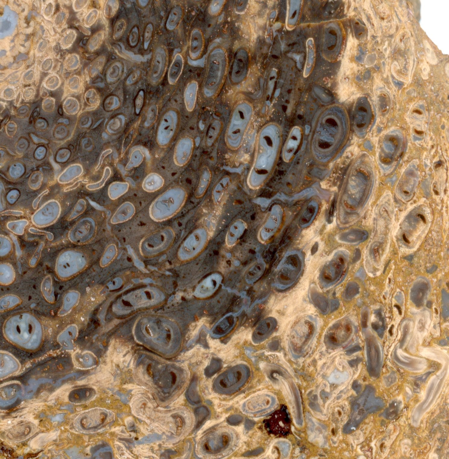 Kapradina jurská zkřemenělá "Osmunda", leštěný plátek, r. 1974 - Supreme Panthers