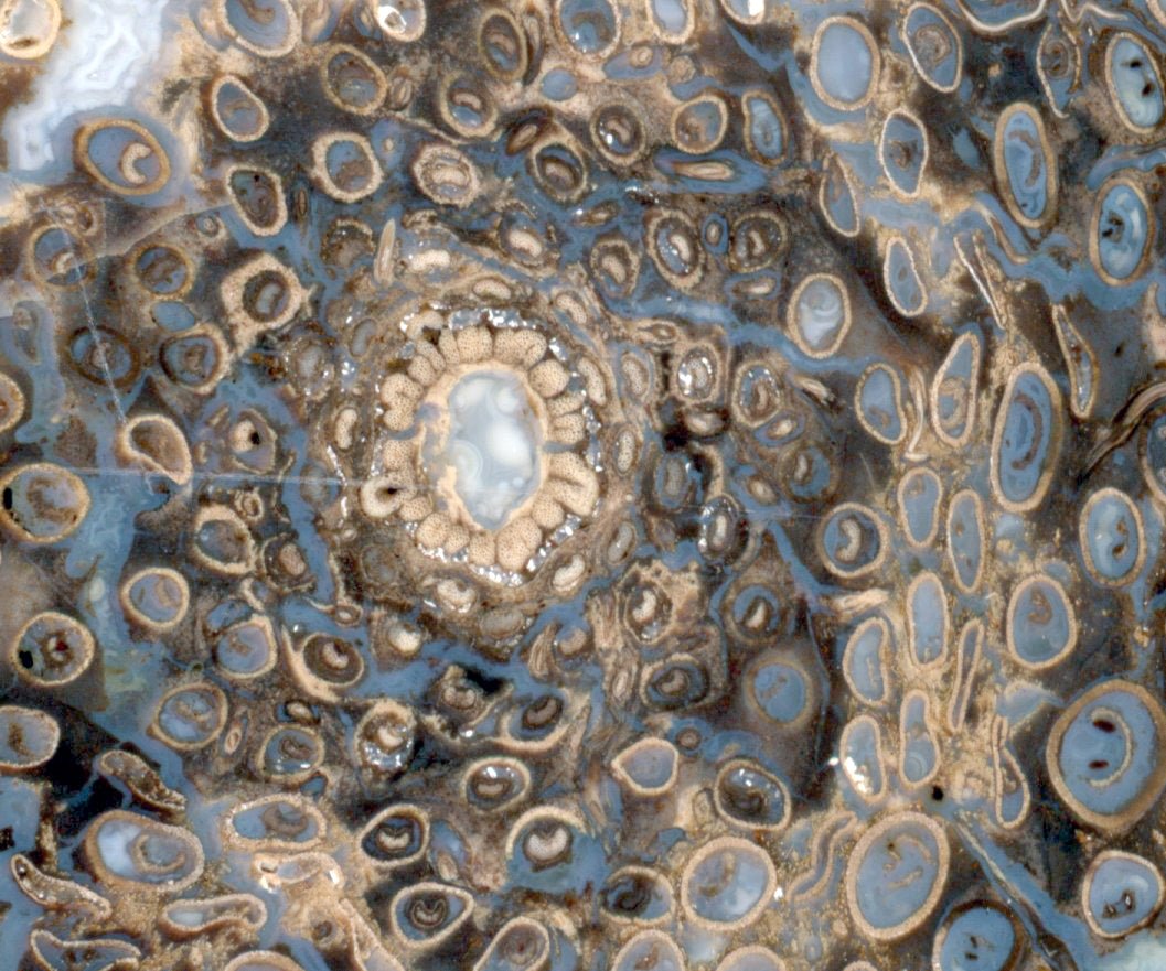 Kapradina jurská zkřemenělá "Osmunda", leštěný plátek, r. 1974 - Supreme Panthers