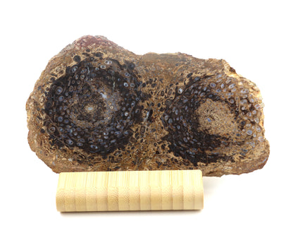 Kapradina jurská zkřemenělá "Osmunda", leštěný plátek, r. 1974 - Supreme Panthers