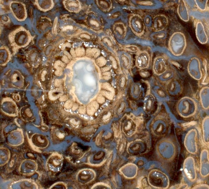 Kapradina jurská zkřemenělá "Osmunda", leštěný plátek, r. 1974 - Supreme Panthers