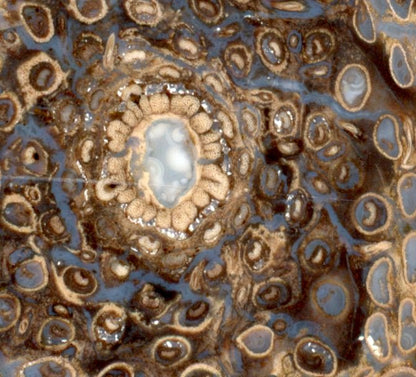 Kapradina jurská zkřemenělá "Osmunda", leštěný plátek, r. 1974 - Supreme Panthers