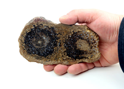 Kapradina jurská zkřemenělá "Osmunda", leštěný plátek, r. 1974 - Supreme Panthers