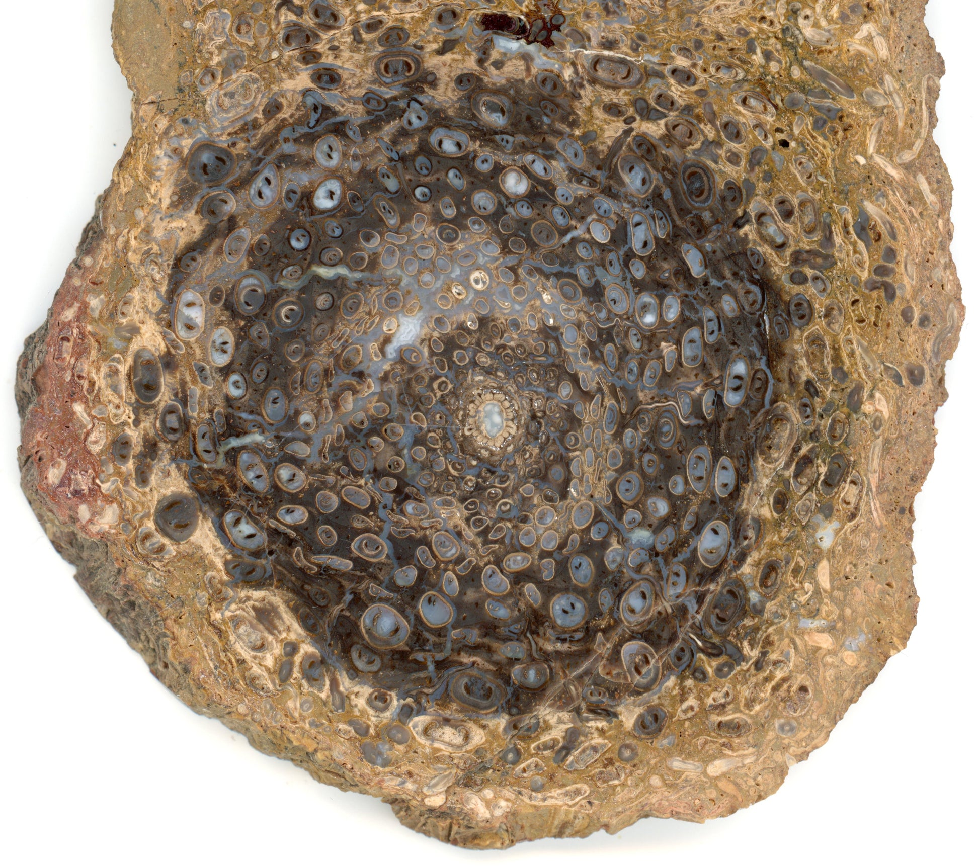 Kapradina jurská zkřemenělá "Osmunda", leštěný plátek, r. 1974 - Supreme Panthers