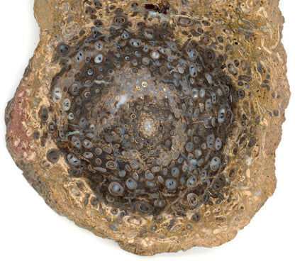 Kapradina jurská zkřemenělá "Osmunda", leštěný plátek, r. 1974 - Supreme Panthers