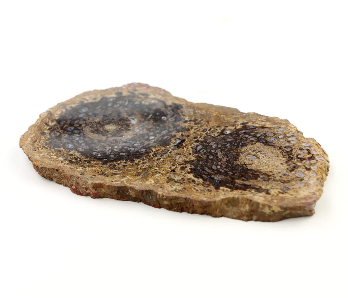 Kapradina jurská zkřemenělá "Osmunda", leštěný plátek, r. 1974 - Supreme Panthers