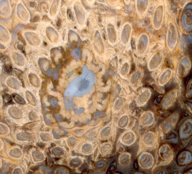 Kapradina jurská zkřemenělá "Osmunda", leštěný plátek, r. 1974 - Supreme Panthers