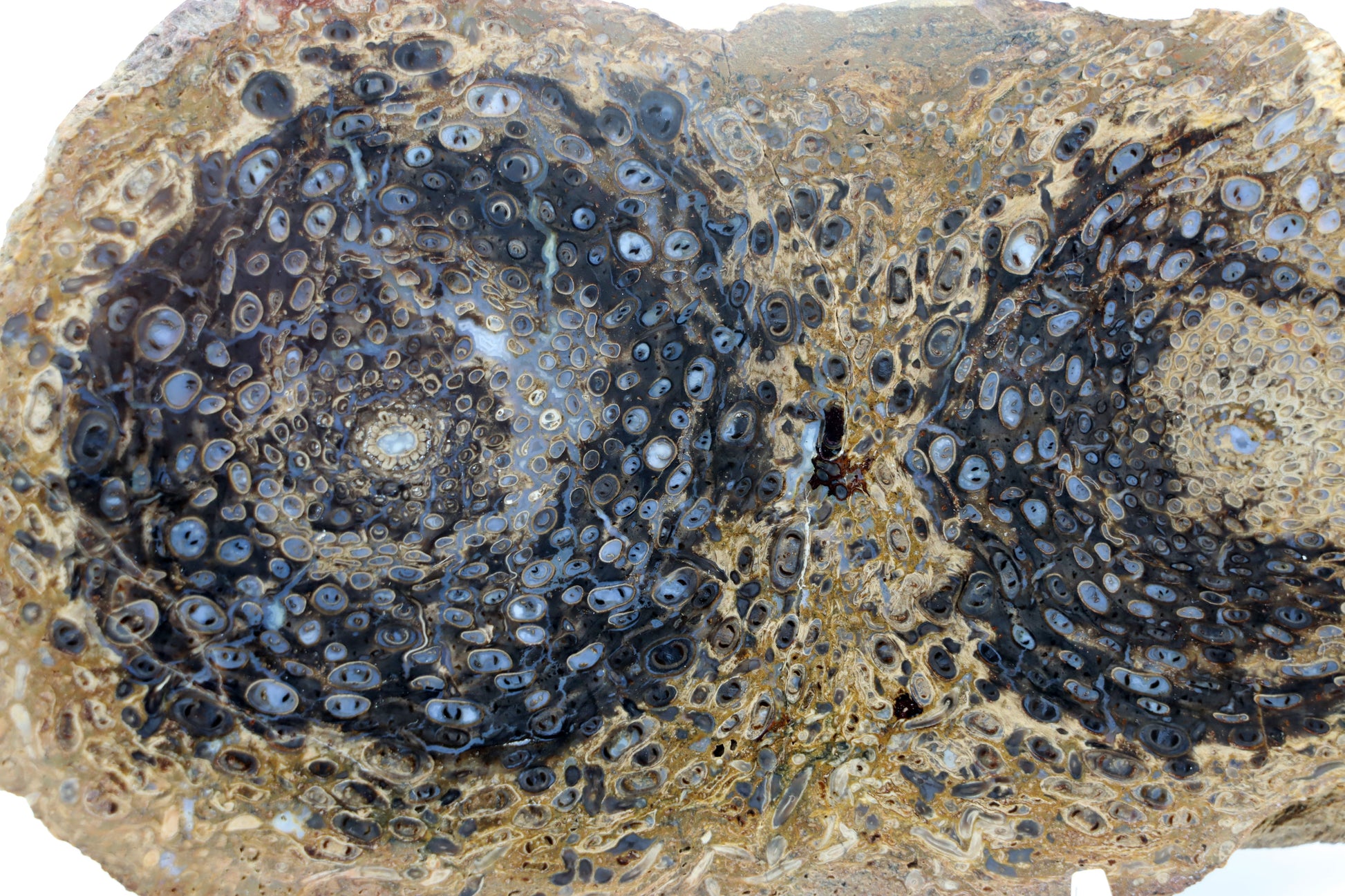 Kapradina jurská zkřemenělá "Osmunda", leštěný plátek, r. 1974 - Supreme Panthers