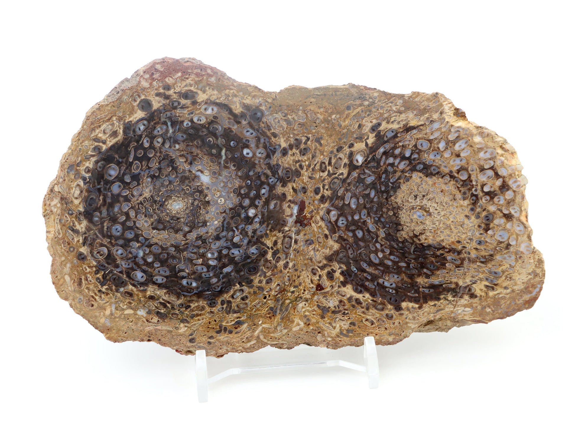 Kapradina jurská zkřemenělá "Osmunda", leštěný plátek, r. 1974 - Supreme Panthers