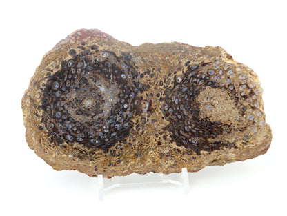 Kapradina jurská zkřemenělá "Osmunda", leštěný plátek, r. 1974 - Supreme Panthers