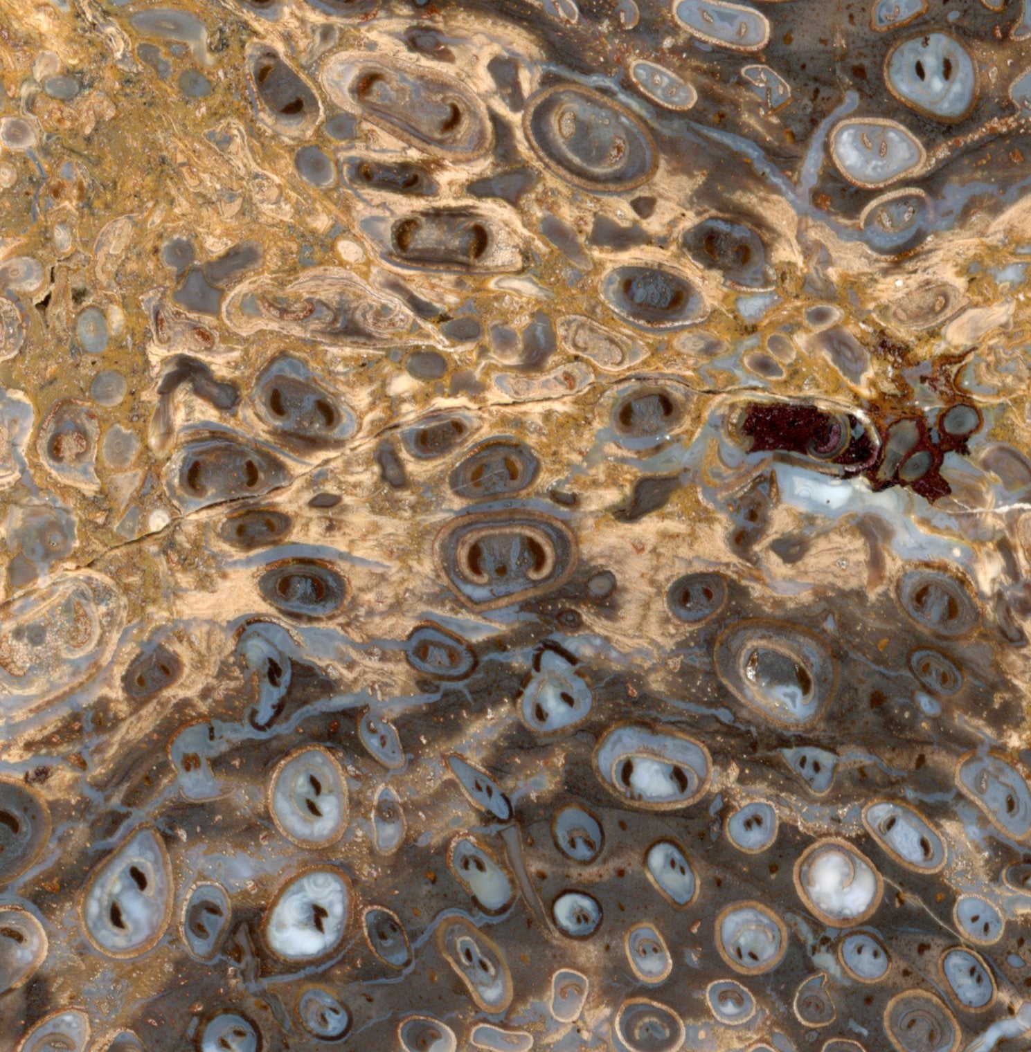 Kapradina jurská zkřemenělá "Osmunda", leštěný plátek, r. 1974 - Supreme Panthers