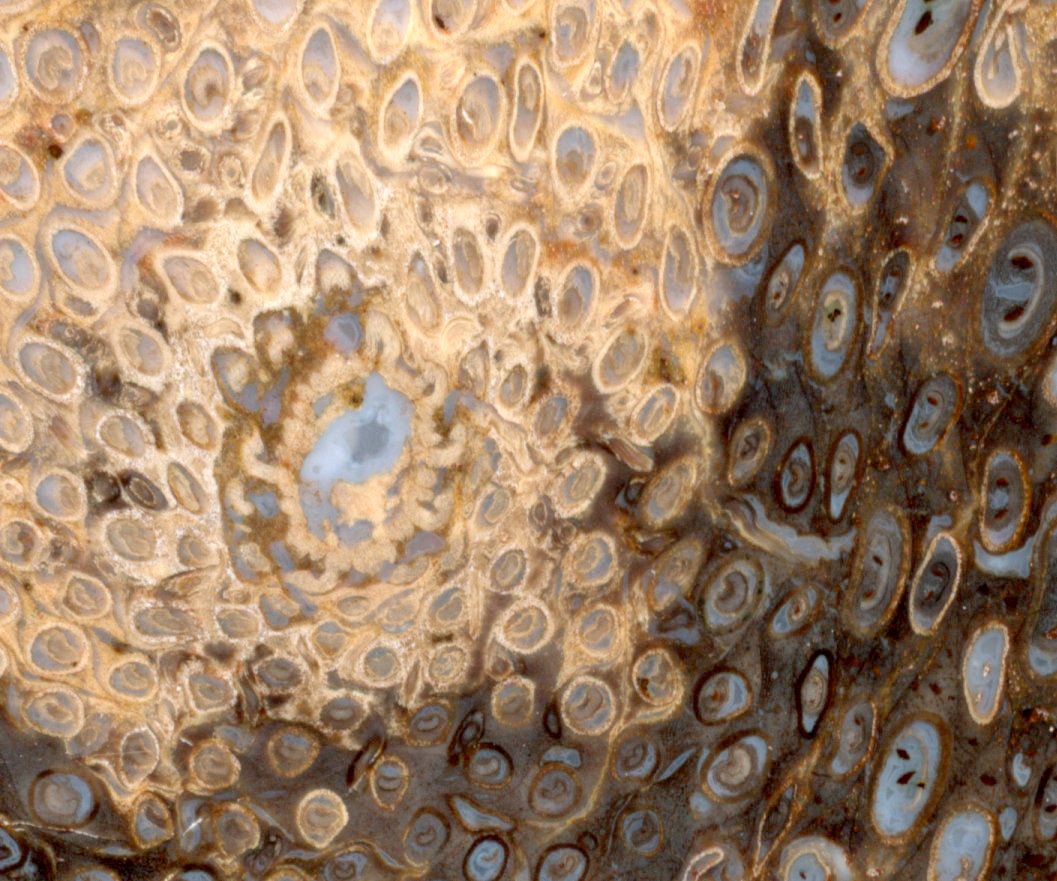 Kapradina jurská zkřemenělá "Osmunda", leštěný plátek, r. 1974 - Supreme Panthers